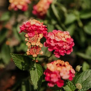 Flores, Forrações e Aromáticas - Imagem 1