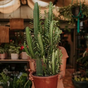 Plantas Ornamentais - Imagem 1